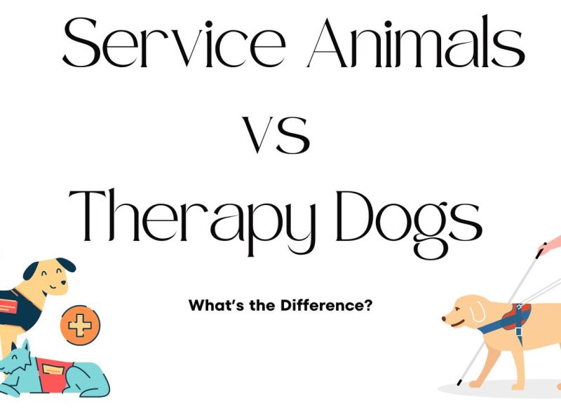 Service Animals vs Therapy&nbsp;Dogs?