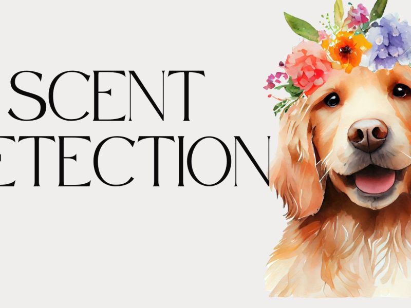 Nosework Diary YouTube&nbsp;Channel