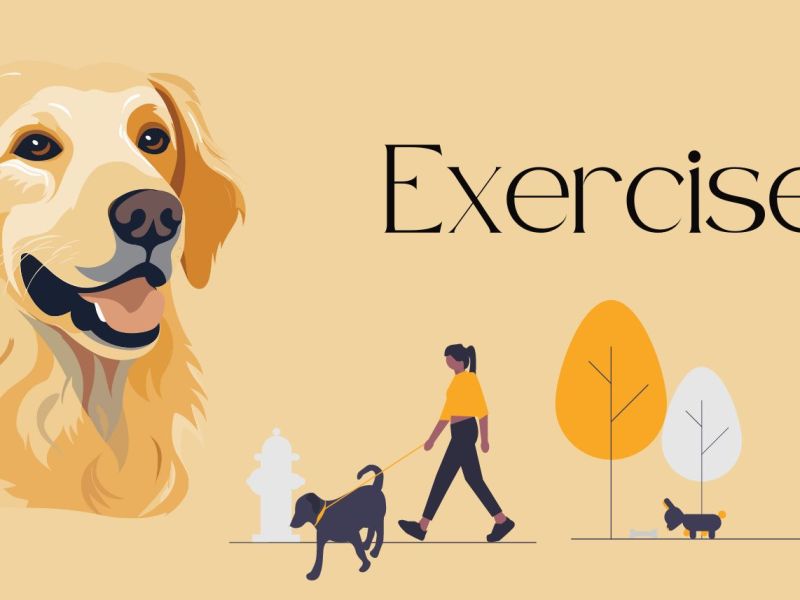 How Do You Exercise Your&nbsp;Golden?
